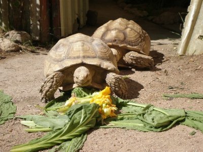 tortoise