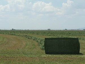 Alfalfa-Bales