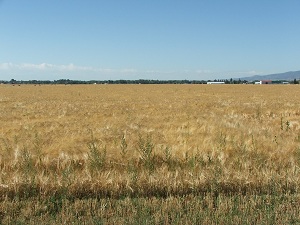 Barley-ready-for-harvest
