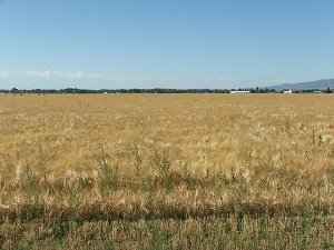 Barley-ready-for-harvest