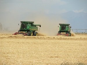 Combing-barley-harvest