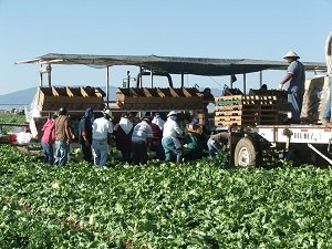 Lettuce-Harvest