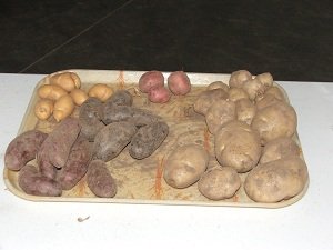 Varieties-of-Potatoes