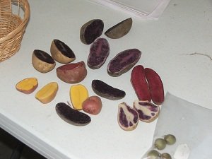 Different-varieties-of-potatoes
