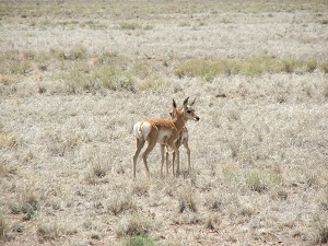 Pronghorn