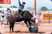 Bucking-bull