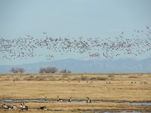 Flying-Sandhill-Cranes
