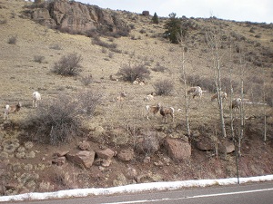 Lots-of-bighorn-sheep