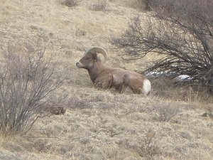 Bighorn-Sheep-Ram