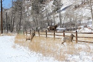 Mountain-Sheep-ram-jumping-a-fence